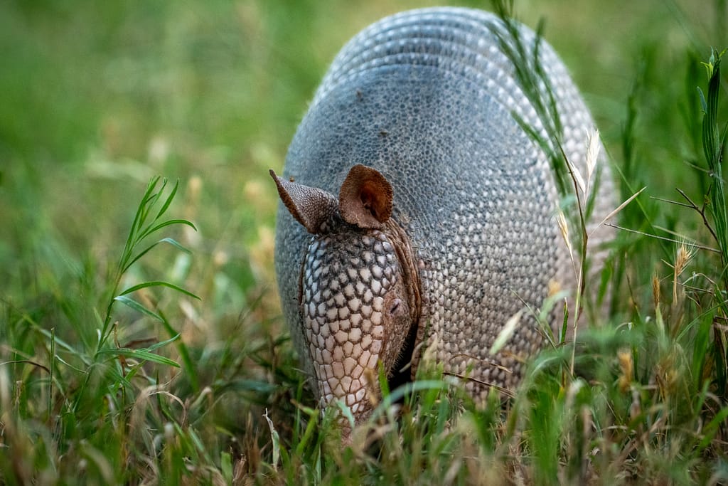 Master Manual Mode: Wildlife Exposure Basics ARMADILLO 3902